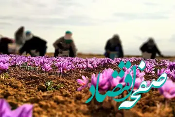 قیمت زعفران منفجر شد