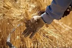 از کاهش ۳۵ درصدی خرید تضمینی گندم تا علت اینکه چرا کشاورزان گندم را به دولت نمی‌فروشند؟