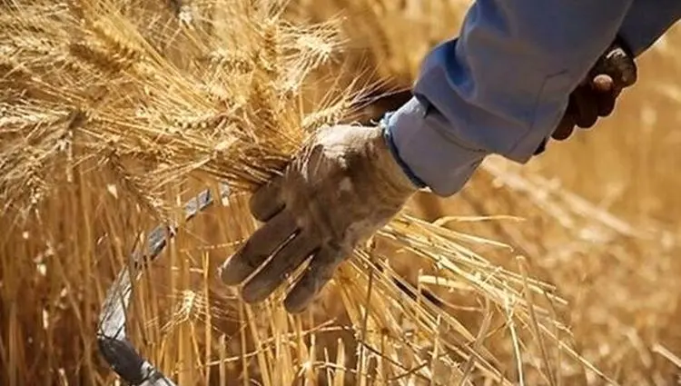 جدیدترین خبر از خرید تضمینی گندم امروز پنجشنبه ۱۶ مرداد ماه ۱۴۰۴ | یک خبر مهم درباره مطالبات گندمکاران