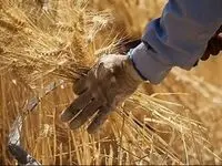 آخرین خبر از پرداخت مطالبات گندمکاران امروز شنبه ۱ شهریور ماه ۱۴۰۴ | از خرید تضمینی گندم چه خبر؟ 