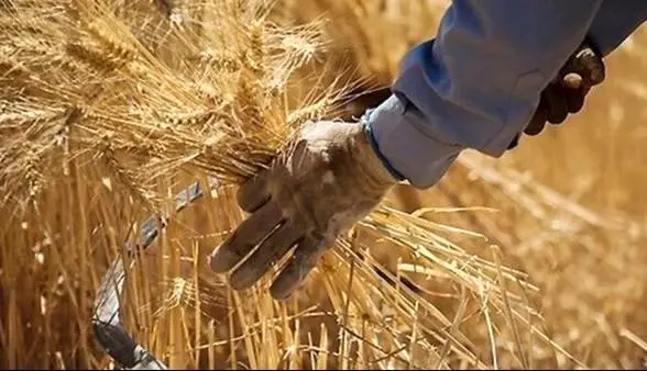 خبر مهم برای گندم‌کاران | جزئیات پرداخت مطالبات کشاورزان اعلام شد