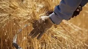 خبر مهم برای گندم‌کاران | جزئیات پرداخت مطالبات کشاورزان اعلام شد