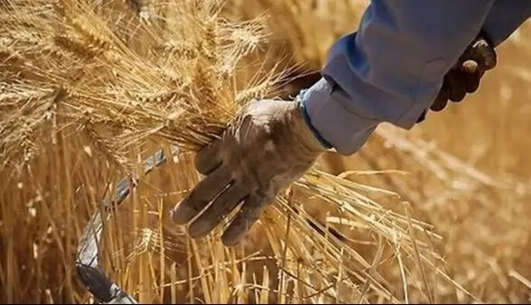 خبر مهم برای گندم‌کاران | جزئیات پرداخت مطالبات کشاورزان اعلام شد