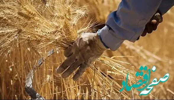 آخرین خبر از خرید تضمینی گندم امروز چهارشنبه ۲۶ فروردین ۱۴۰۵ | گندمکاران بخوانند