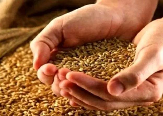 آخرین خبر از قیمت جدید گندم امروز دوشنبه ۸ اردیبهشت ۱۴۰۴ | قیمت جدید گندم اعلام شد
