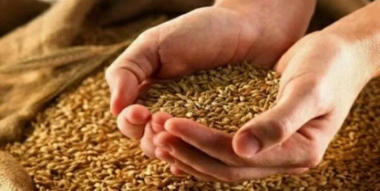 آخرین خبر از قیمت جدید گندم امروز دوشنبه ۸ اردیبهشت ۱۴۰۴ | قیمت جدید گندم اعلام شد
