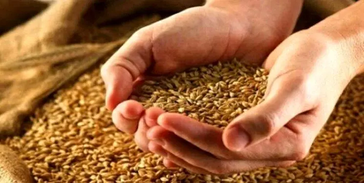 آخرین خبر از قیمت جدید گندم امروز دوشنبه ۸ اردیبهشت ۱۴۰۴ | قیمت جدید گندم اعلام شد