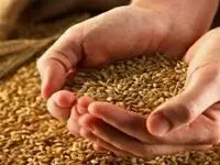 آخرین خبر از قیمت جدید گندم امروز دوشنبه ۸ اردیبهشت ۱۴۰۴ | قیمت جدید گندم اعلام شد