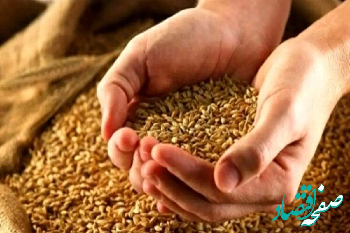 آخرین خبر از قیمت جدید گندم امروز دوشنبه ۸ اردیبهشت ۱۴۰۴ | قیمت جدید گندم اعلام شد