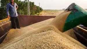 آخرین خبر از قیمت گندم، خرید تضمینی گندم و مطالبات گندمکاران امروز سه شنبه ۱۰ تیر ماه ۱۴۰۴ | قیمت گندم ۳۵ هزار تومان می شود؟ 