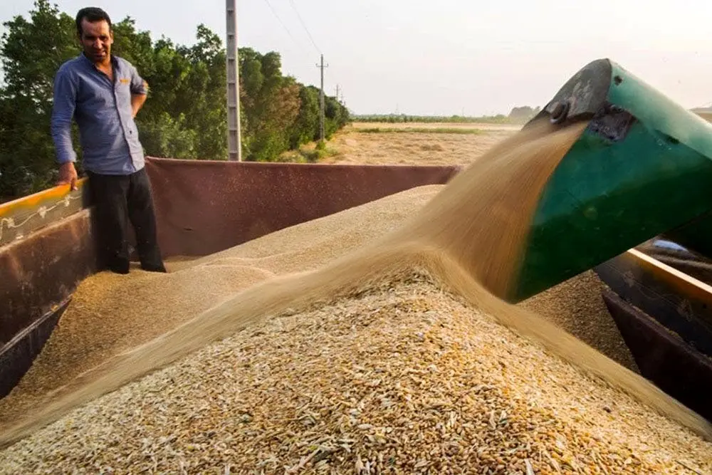 آخرین خبر از قیمت گندم، خرید تضمینی گندم و مطالبات گندمکاران امروز سه شنبه ۱۰ تیر ماه ۱۴۰۴ | قیمت گندم ۳۵ هزار تومان می شود؟ 
