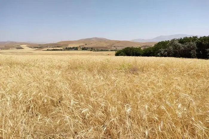 یک خبر مهم رییس سازمان برنامه و بودجه درباره مطالبات گندمکاران | تا این زمان تمام مطالبات گندمکاران را پرداخت می‌کنیم