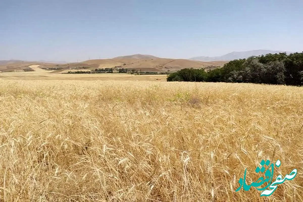 یک خبر مهم رییس سازمان برنامه و بودجه درباره مطالبات گندمکاران | تا این زمان تمام مطالبات گندمکاران را پرداخت می‌کنیم