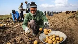 از آزادسازی صادرات سیب زمینی تا رونق قریب الوقوع کسب‌ و کار تولیدکنندگان 