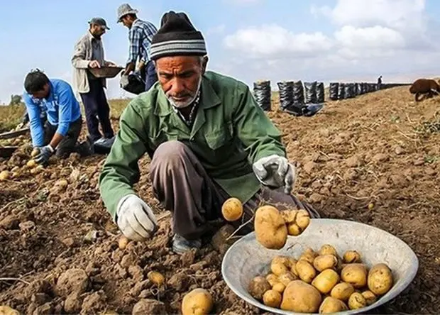از آزادسازی صادرات سیب زمینی تا رونق قریب الوقوع کسب‌ و کار تولیدکنندگان 