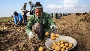از آزادسازی صادرات سیب زمینی تا رونق قریب الوقوع کسب‌ و کار تولیدکنندگان 