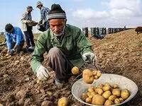 از آزادسازی صادرات سیب زمینی تا رونق قریب الوقوع کسب‌ و کار تولیدکنندگان 