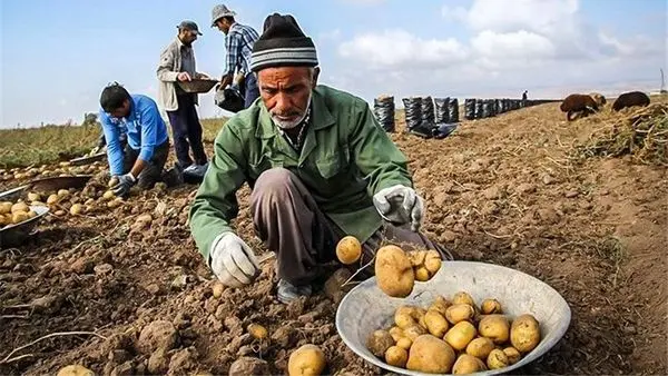 از آزادسازی صادرات سیب زمینی تا رونق قریب الوقوع کسب‌ و کار تولیدکنندگان 