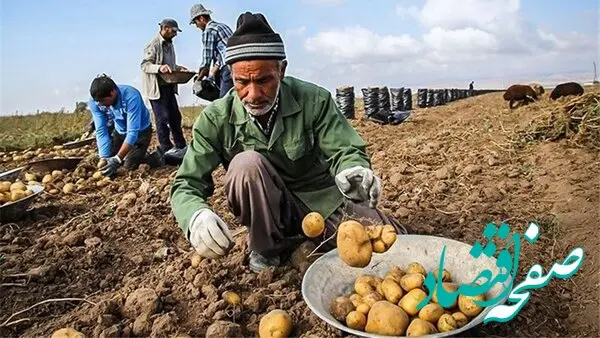 از آزادسازی صادرات سیب زمینی تا رونق قریب الوقوع کسب‌ و کار تولیدکنندگان 
