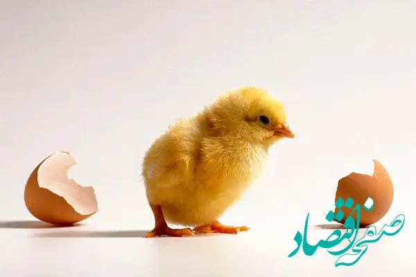 علت گرانی جوجه یک‌روزه در بازار چیست؟