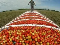 صادرات آب مجازی؛ هدررفت سفره‌های زیرزمینی یا تجارت مرگبار امنیت غذایی؟