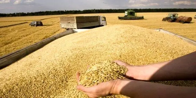 خبر جدید از مطالبات گندمکاران با نرخ علی الحساب ۱۱ هزار و پانصد تومان