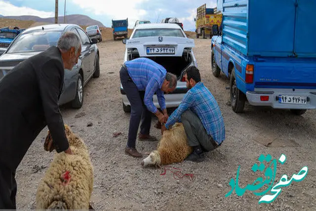 خبر فوری از فعالیت ۱۷ جایگاه موقت و دائم عرضه دام زنده در پایتخت از امروز/ اعلام ساعت رسمی فعالیت مراکز عرضه دام