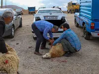 خبر فوری از فعالیت ۱۷ جایگاه موقت و دائم عرضه دام زنده در پایتخت از امروز/ اعلام ساعت رسمی فعالیت مراکز عرضه دام