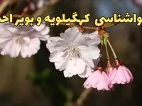 پیش بینی هواشناسی یاسوج ۲۴ ساعت آینده | وضعیت آب و هوا کهگیلویه و بویراحمد فردا سه شنبه ۱۲ فروردین ماه ۱۴۰۴ | آب و هوای یاسوج در روز ۱۳ بدر + هواشناسی کهگیلویه و بویراحمد