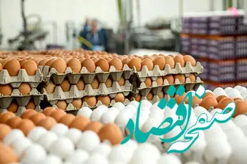 قیمت تخم مرغ امروز پنجشنبه ۲۸  دی ۱۴۰۲چقدر بود؟ + جدول