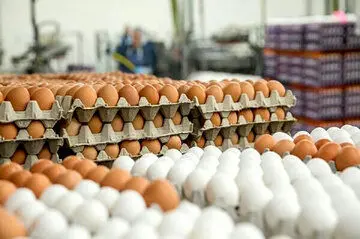 قیمت تخم مرغ امروز پنجشنبه ۲۸  دی ۱۴۰۲چقدر بود؟ + جدول