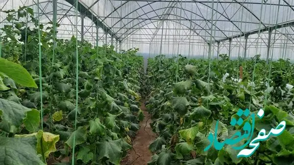  بهره برداری از گلخانه 30 هکتاری با مشارکت بانک کشاورزی در استان زنجان