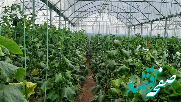  بهره برداری از گلخانه 30 هکتاری با مشارکت بانک کشاورزی در استان زنجان