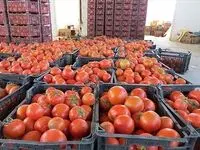 آیا قیمت گوجه فرنگی پاییز ۱۴۰۳ گران می‌شود؟