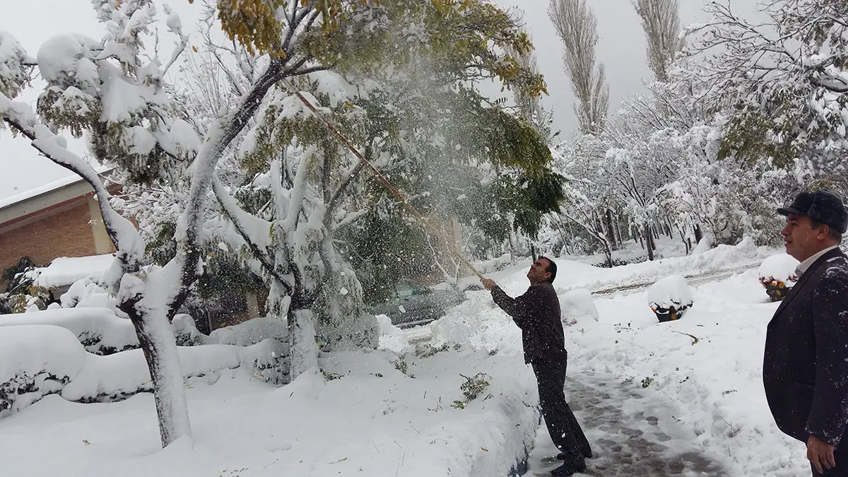 توصیههای مهم برای باغداران!/احتمال شکستن درختان در روزهای برفی