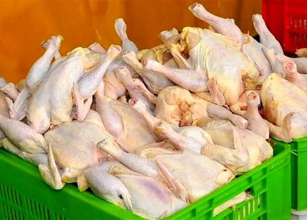 نرخ منطقی مرغ ۳۶۰ هزار تومان؛ تداوم قیمت‌های بالای ۴۰۰ هزار تومان ناشی از وعده‌های محقق‌نشده دولت