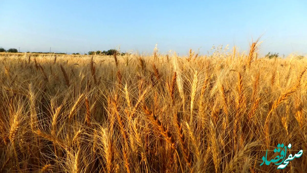 آخرین خبر از خرید تضمینی گندم در خوزستان امروز ۱۲ خرداد ۱۴۰۴ / پرداخت تاکنون ۹.۷ همت از مطالبات