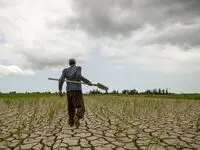 کاهش بارندگی‌ها زنگ خطر برای کشت دوم/ کشاورزان آماده باشند