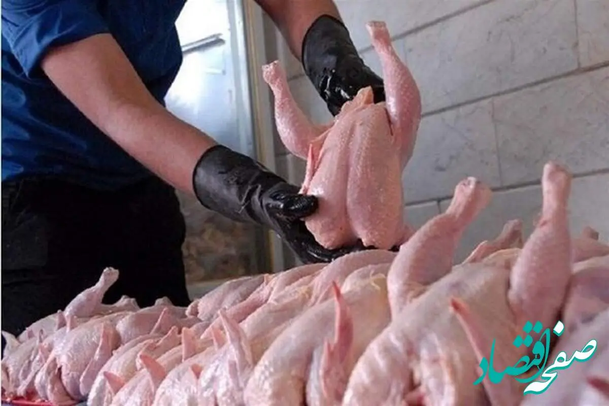 گوشت مرغ واقعا کمیاب شد؟ + توضیحات مهم مدیرعامل اتحادیه مرغداران کشور