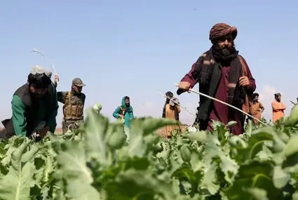 آمار جنجالی کشت خشخاش در افغانستان