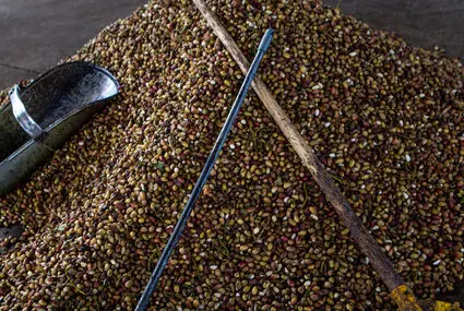 آغاز معاملات پسته در بورس کالا از این تاریخ