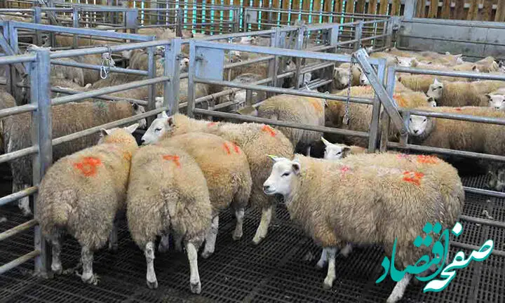 کاهش ۵۰ درصدی قیمت دام زنده در بازار