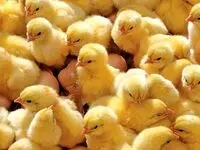 دستورالعمل جدید جوجه ریزی گوشتی از سوی وزارت جهاد کشاورزی