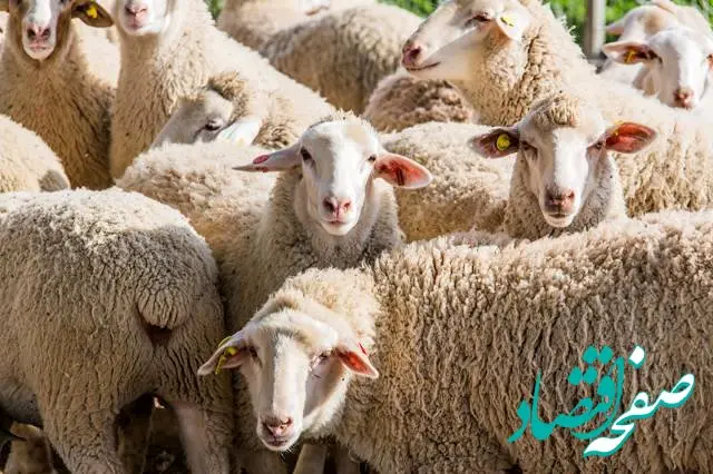 پیش‌بینی بازار جهانی گوشت گوسفند | افزایش قیمت در راه است؟