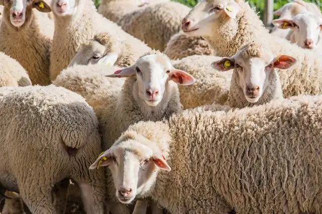 قیمت گوشت گوسفند امروز یکشنبه ۱۰ دی ماه ۱۴۰۲ | قیمت دام زنده ۴۵ هزار تومان گران شد