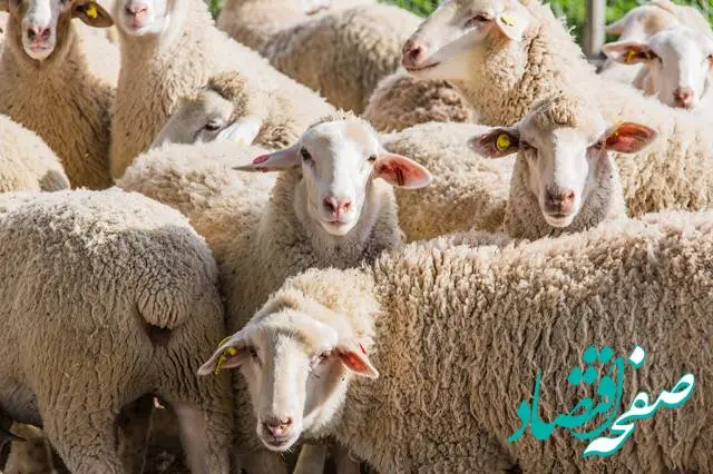 پیش‌بینی بازار جهانی گوشت گوسفند | افزایش قیمت در راه است؟