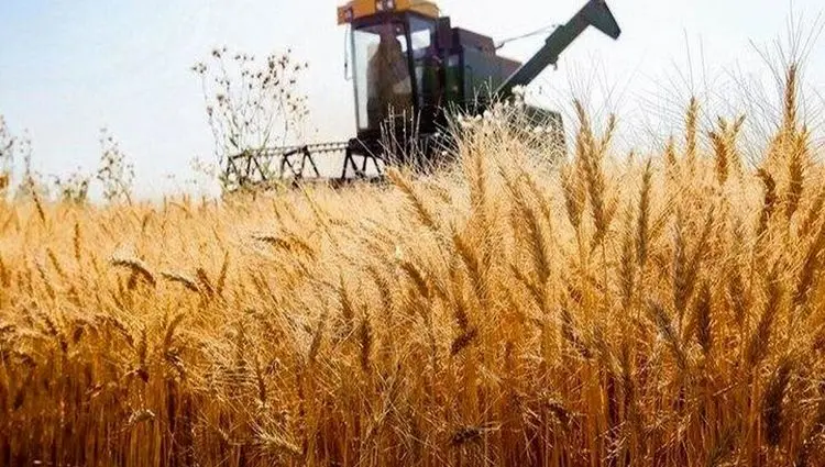 خبر آخر از پرداخت مطالبات گندمکاران امروز سه شنبه ۱۸ شهریور ماه ۱۴۰۴ | از خرید تضمینی گندم چه خبر؟ 