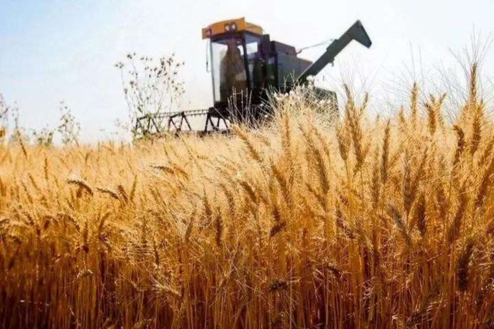 خبر آخر از پرداخت مطالبات گندمکاران امروز سه شنبه ۱۸ شهریور ماه ۱۴۰۴ | از خرید تضمینی گندم چه خبر؟ 