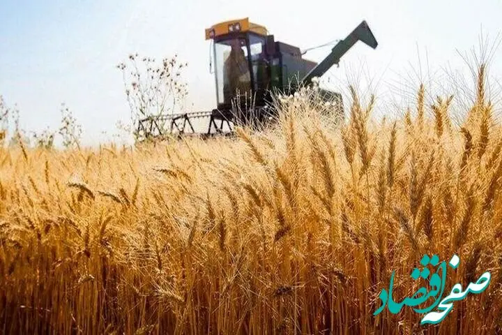 آخرین اخبار گندم امروز پنجشنبه ۳ اردیبهشت ۱۴۰۵ | از خرید تضمینی گندم چه خبر؟ 