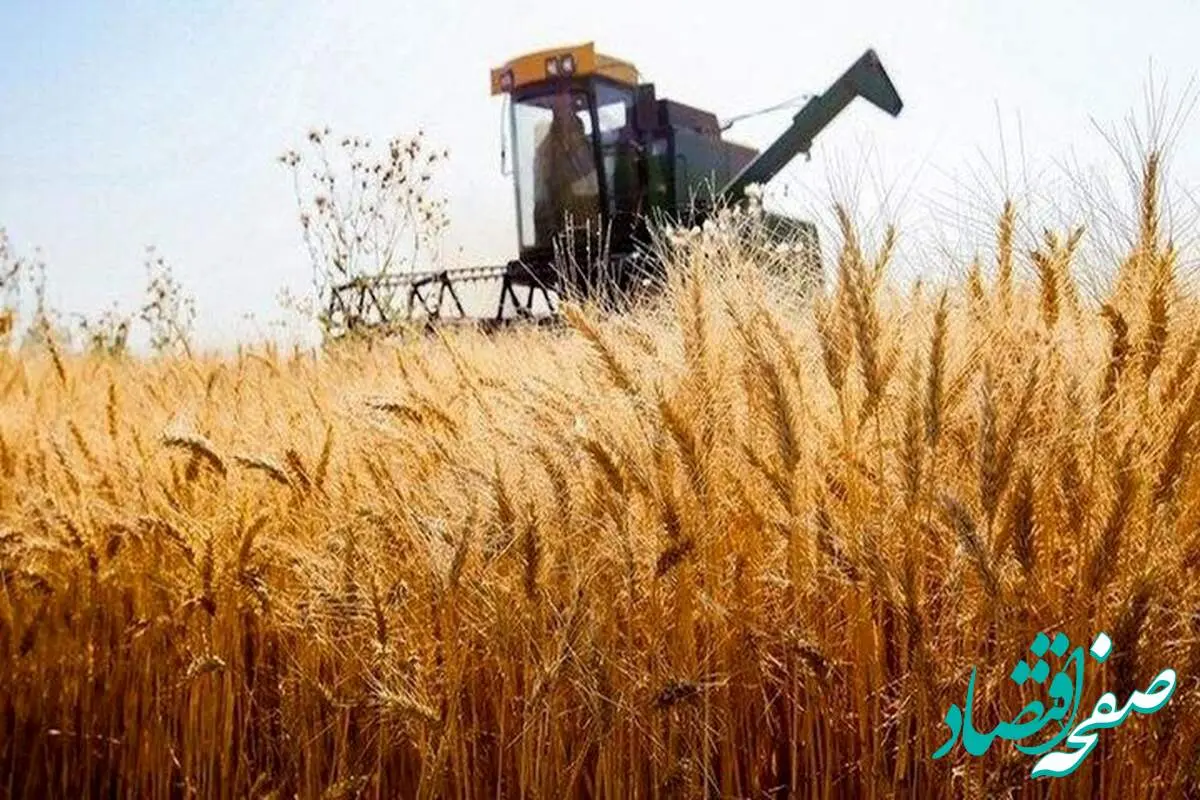 خبر آخر از پرداخت مطالبات گندمکاران امروز سه شنبه ۱۸ شهریور ماه ۱۴۰۴ | از خرید تضمینی گندم چه خبر؟